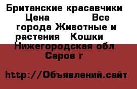 Британские красавчики › Цена ­ 35 000 - Все города Животные и растения » Кошки   . Нижегородская обл.,Саров г.